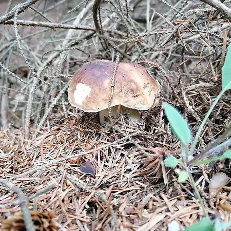 Bed and breakfast Maison La Vigne - Et D'hotes 3*