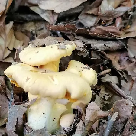 Bed and breakfast Maison La Vigne - Et D'hotes 3*