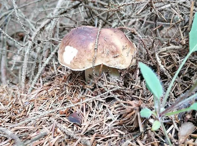 Bed and Breakfast Maison La Vigne - Et D'hotes 3*