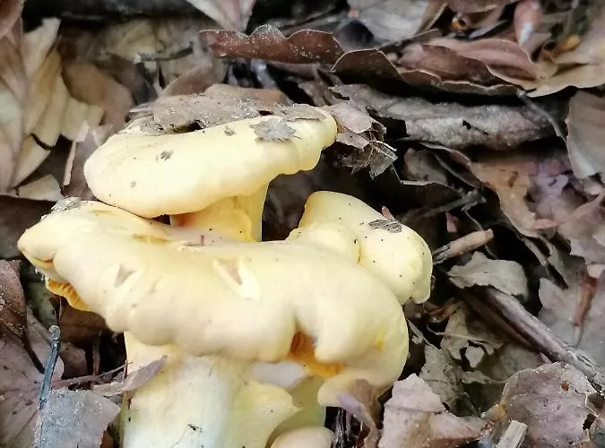 Bed and Breakfast Maison La Vigne - Et D'hotes 3*